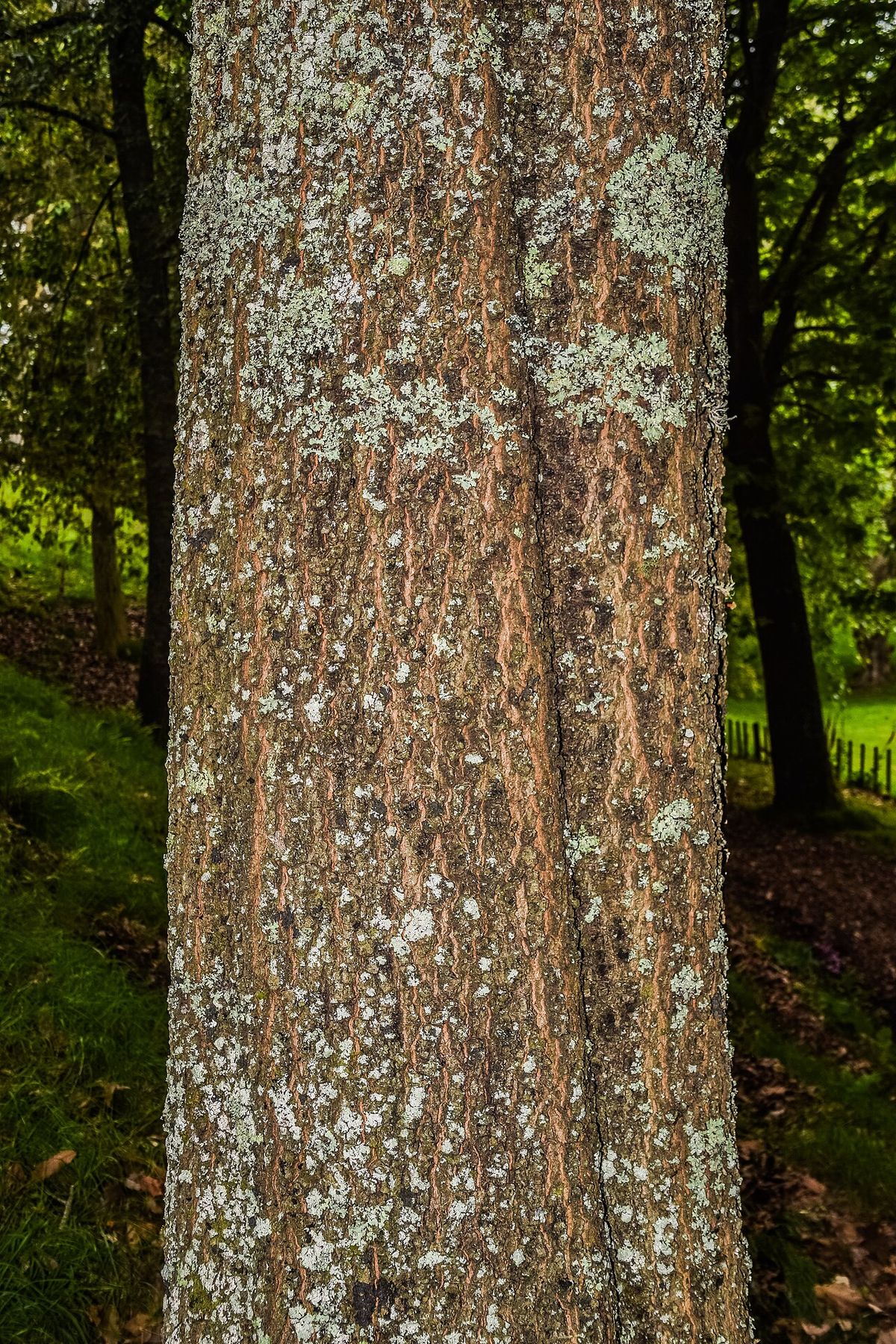 Tronco de encino aguatle cubierto de líquenes claros dentro del bosque.