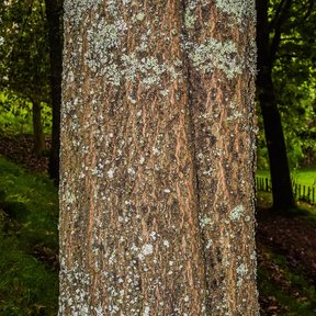 Tronco de encino aguatle cubierto de líquenes claros dentro del bosque.
