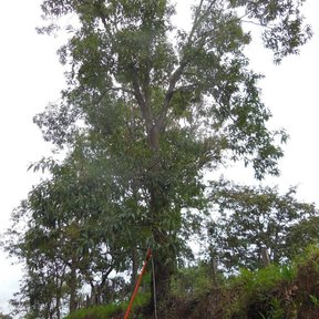 Encino aguatle alto y derecho recortado contra un cielo blanco en la ladera.