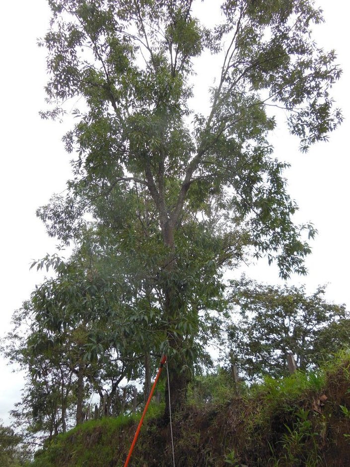 Encino aguatle alto y derecho recortado contra un cielo blanco en la ladera.