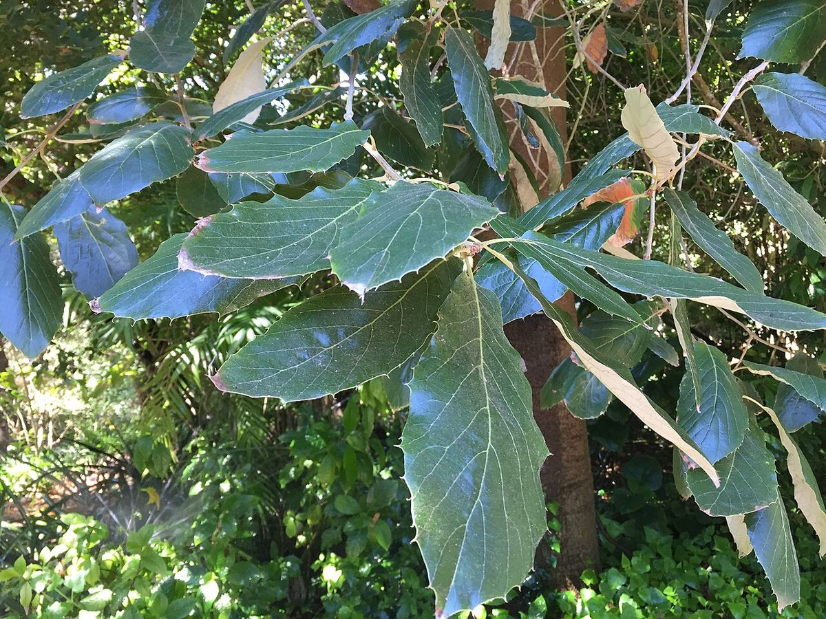 Hojas grandes y dentadas de encino blanco, con el envés blanquecino, en un jardín.