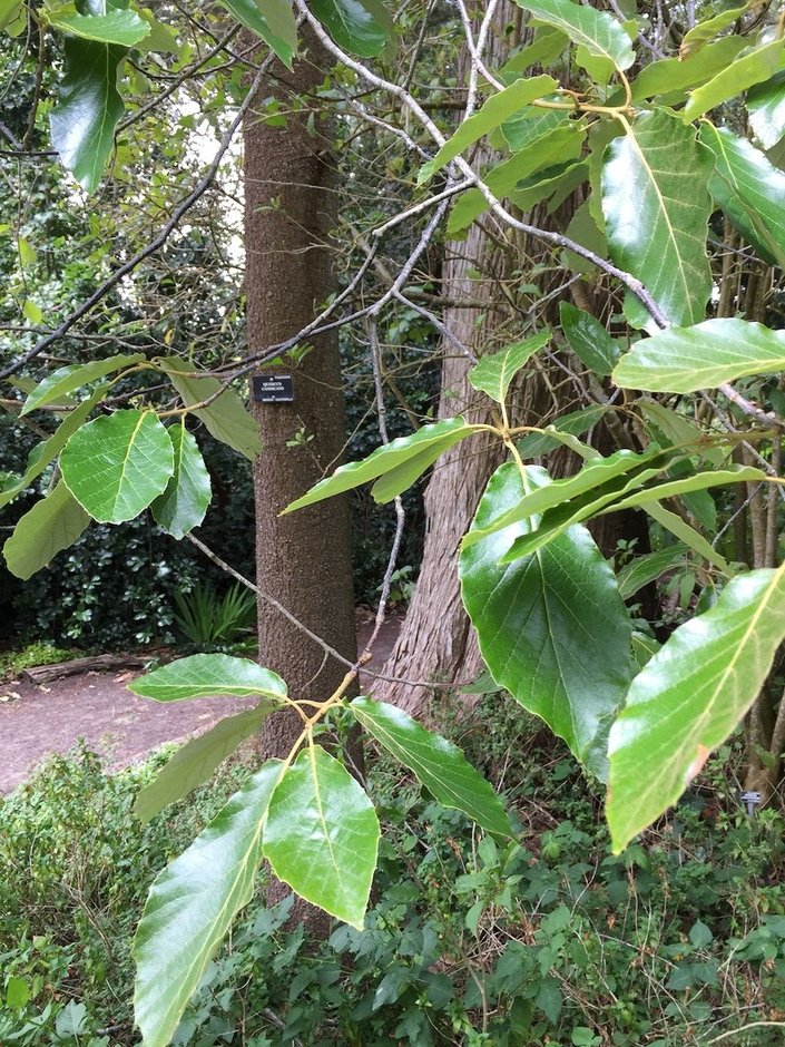 Tronco de encino blanco con una placa de identificación y las hojas anchas al lado.