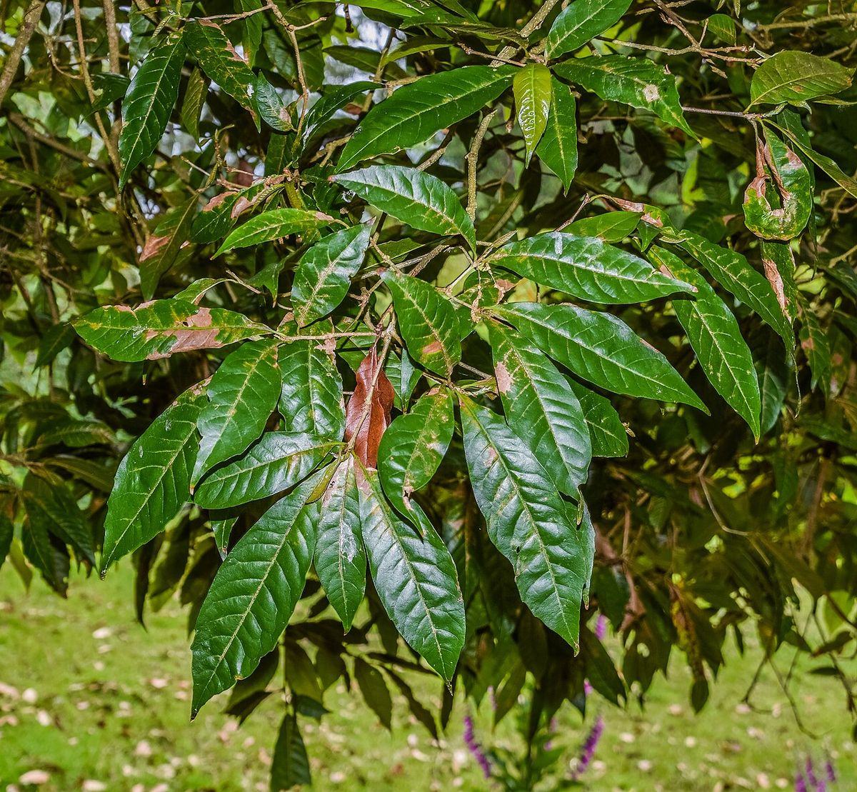 Hojas alargadas y aserradas de encino roble colgando sobre el pasto.