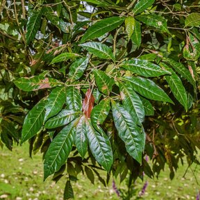 Hojas alargadas y aserradas de encino roble colgando sobre el pasto.