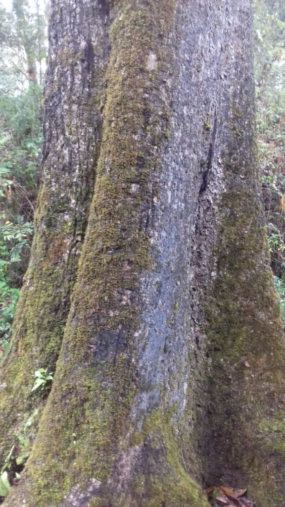 Base ensanchada de un tronco de encino roble cubierta de musgo verde.