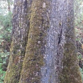Base ensanchada de un tronco de encino roble cubierta de musgo verde.