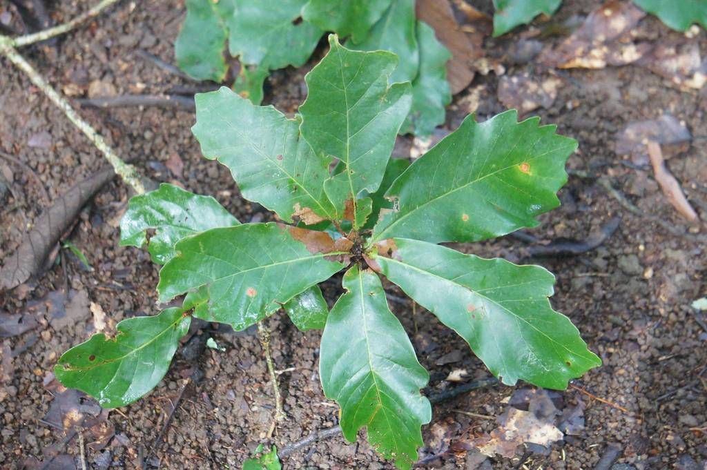 Plántula de encino roble con las primeras hojas abiertas sobre la tierra.