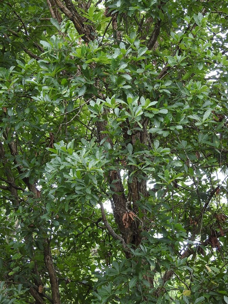 Encino roble amarillo de copa tupida y ramas bajas en una ladera de monte.