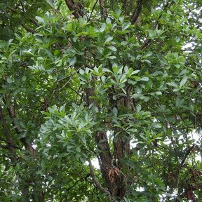 Encino roble amarillo de copa tupida y ramas bajas en una ladera de monte.