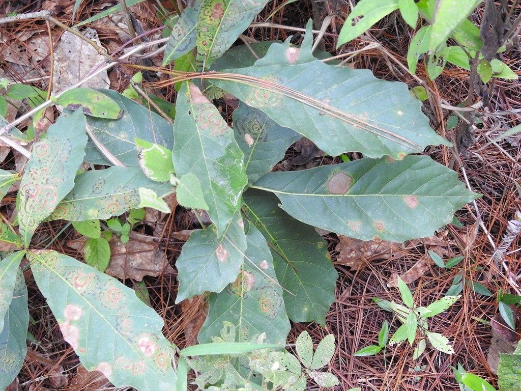 Hojas de encino roble amarillo caídas sobre un suelo de acículas y hojarasca.