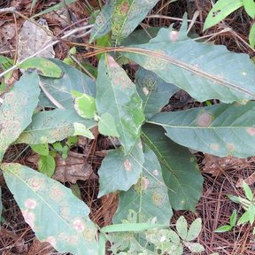 Hojas de encino roble amarillo caídas sobre un suelo de acículas y hojarasca.