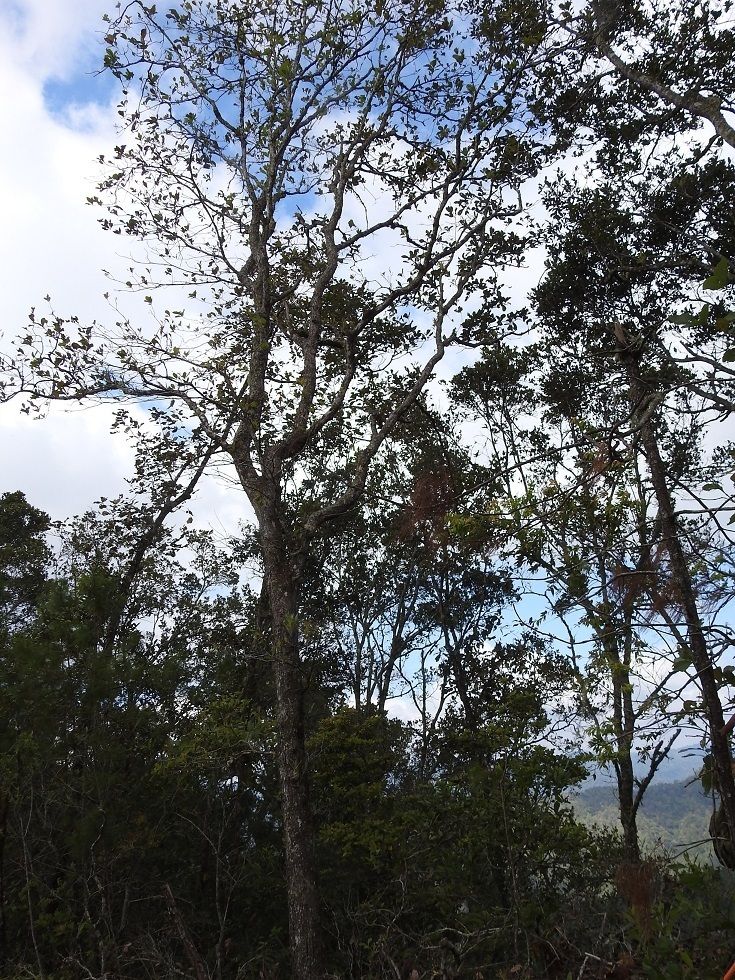 Encinos roble amarillo altos y delgados en una ladera boscosa con nubes.