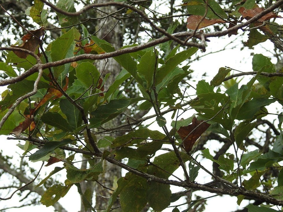 Ramas de encino roble amarillo con las hojas nuevas contra un cielo blanco.