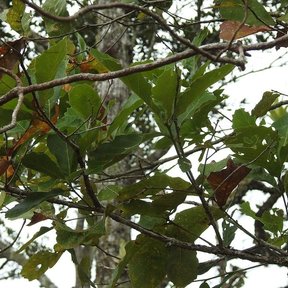 Ramas de encino roble amarillo con las hojas nuevas contra un cielo blanco.