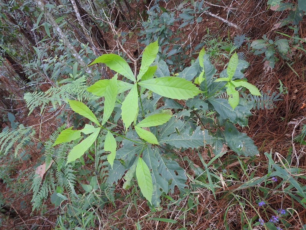 Roseta de hojas de encino roble amarillo sobre un talud de tierra roja.