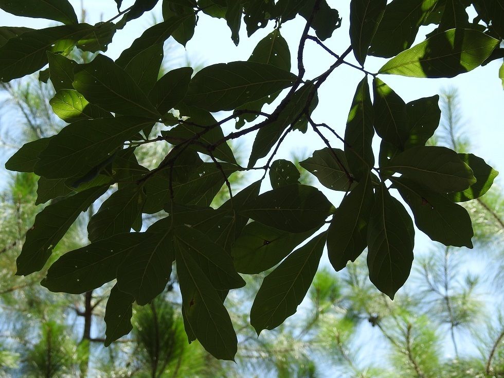 Follaje oscuro de encino roble amarillo recortado contra el cielo claro.