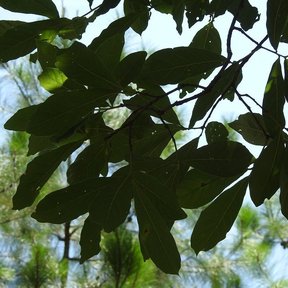 Follaje oscuro de encino roble amarillo recortado contra el cielo claro.