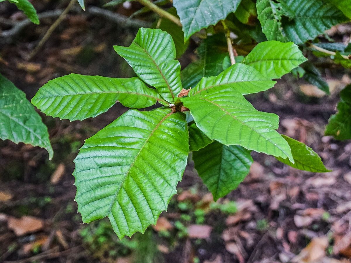 Hojas aserradas y lustrosas de encino en la punta de una rama, sobre hojarasca.