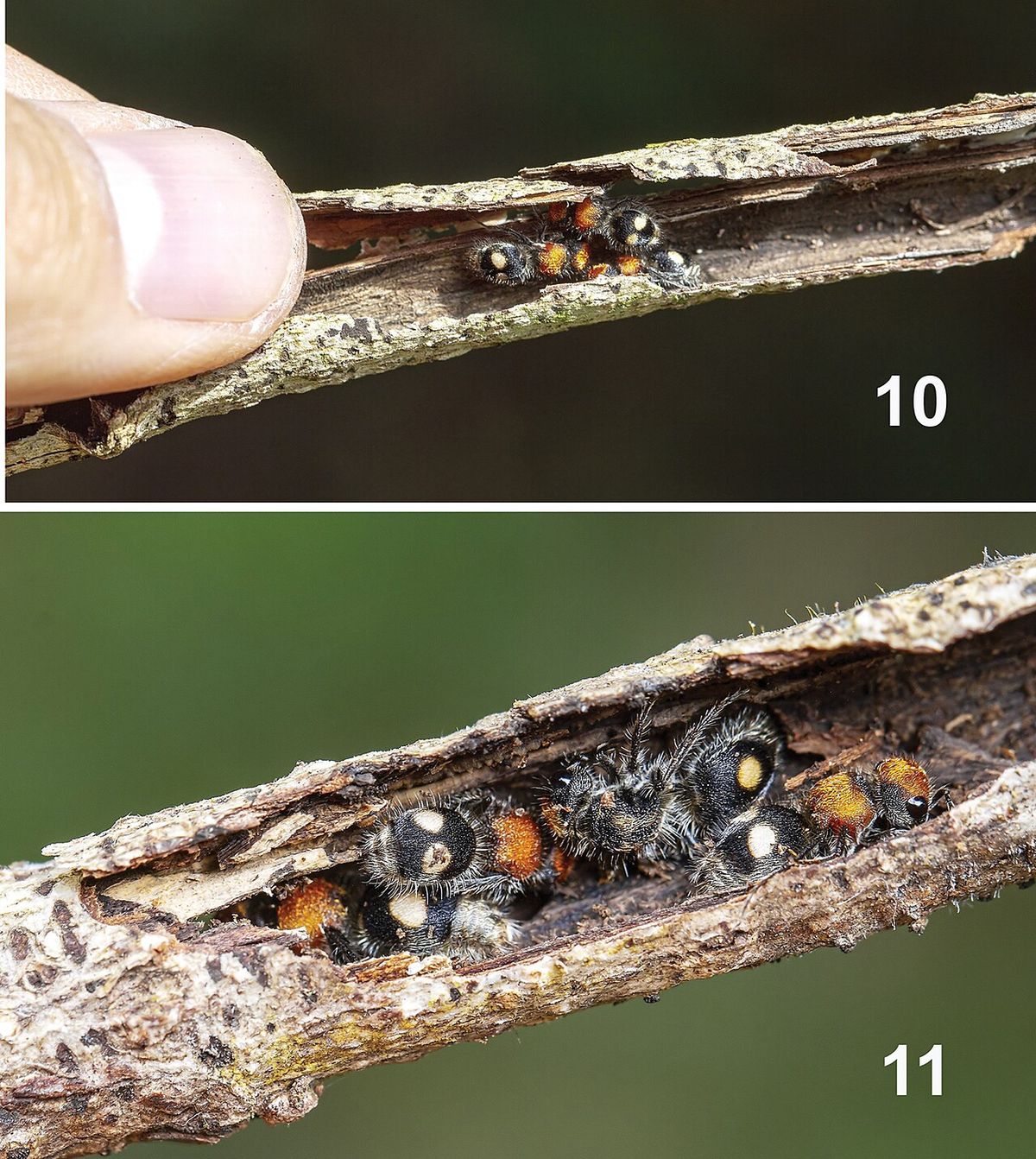 Composición de dos fotografías con insectos alojados dentro de una ramilla partida.