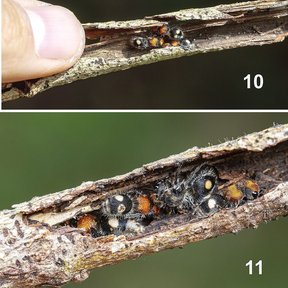 Composición de dos fotografías con insectos alojados dentro de una ramilla partida.