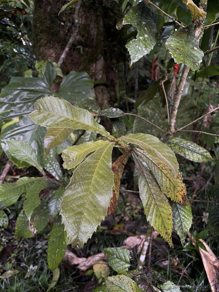 Hojas grandes y aserradas de encino colgando en el sotobosque húmedo.