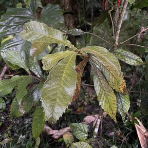Hojas grandes y aserradas de encino colgando en el sotobosque húmedo.