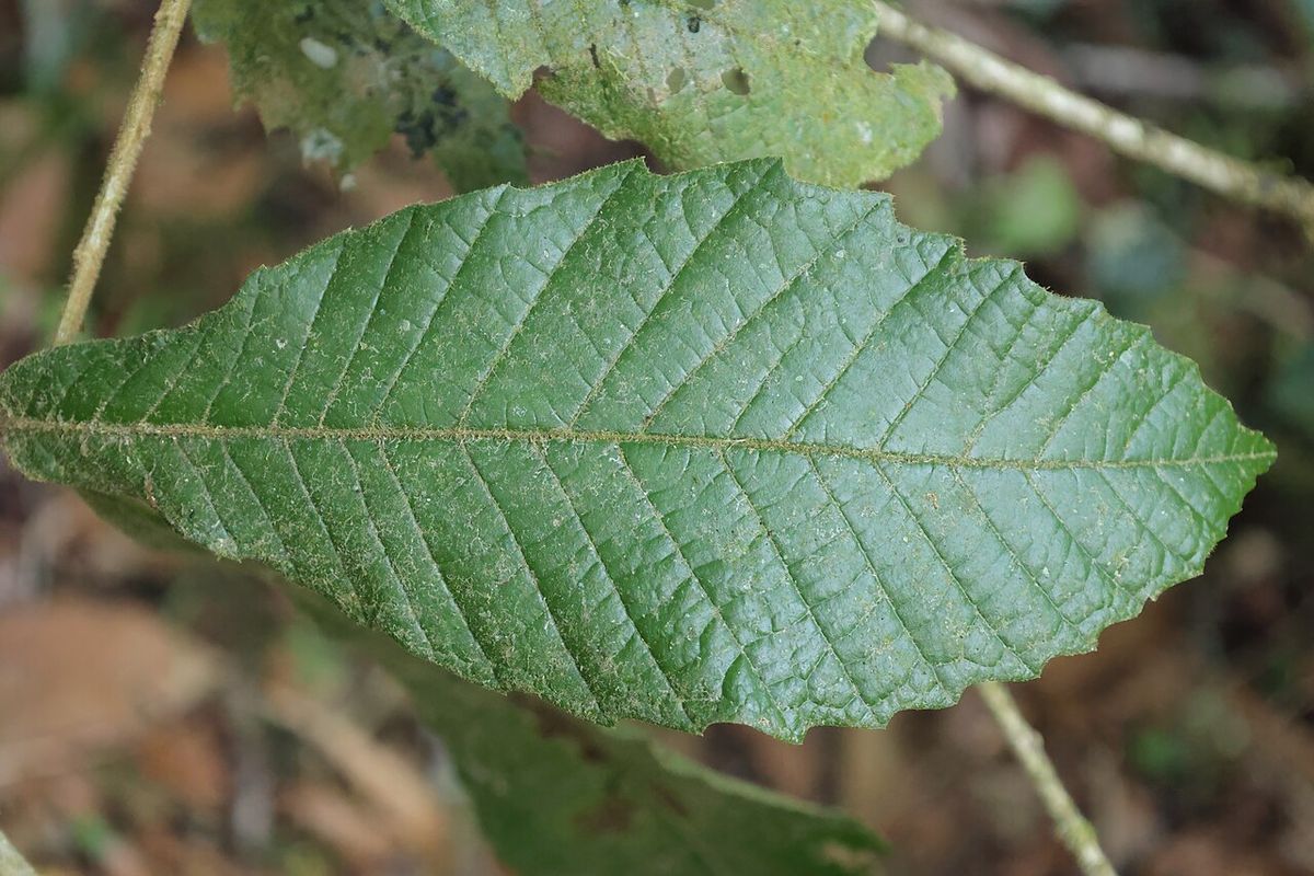 Una hoja de encino de cerca, alargada, aserrada y de nervadura hundida.