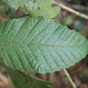 Una hoja de encino de cerca, alargada, aserrada y de nervadura hundida.