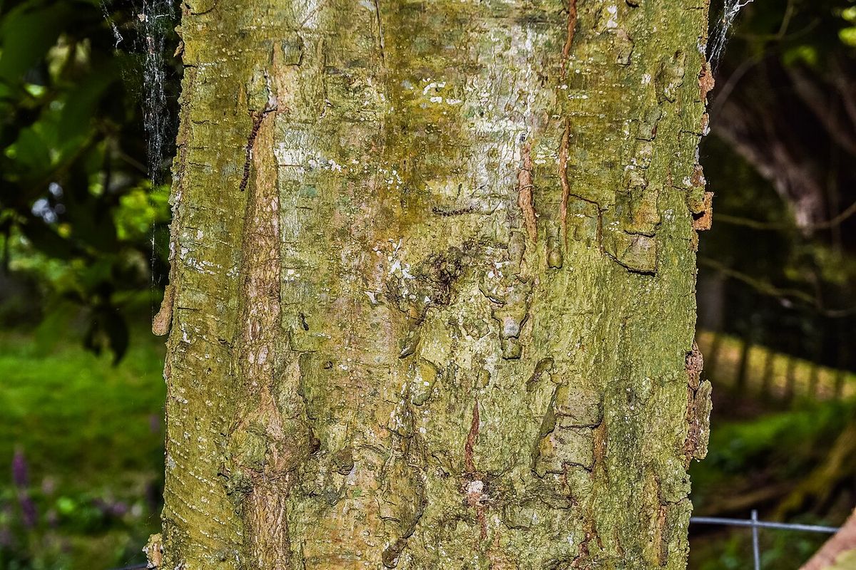 Tronco de encino cubierto de líquenes verdes y musgo en el bosque.