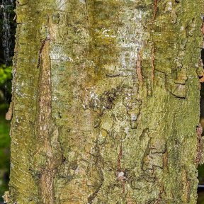 Tronco de encino cubierto de líquenes verdes y musgo en el bosque.