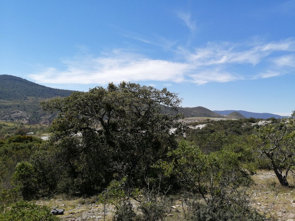 Encino mexicano de copa amplia en un matorral, con la sierra y el cielo al fondo.