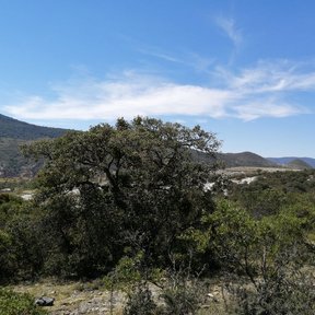 Encino mexicano de copa amplia en un matorral, con la sierra y el cielo al fondo.