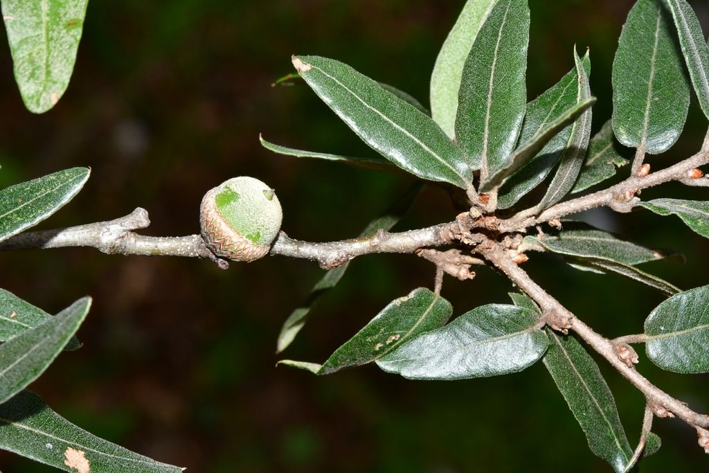 Una bellota verde de encino mexicano sobre la ramilla, entre hojas estrechas.