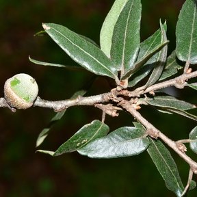 Una bellota verde de encino mexicano sobre la ramilla, entre hojas estrechas.