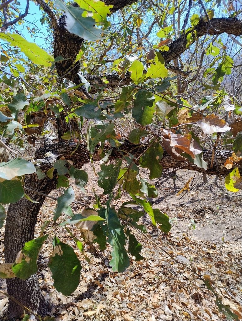 Encino amarillo de tronco corto y ramas bajas sobre un suelo de hojarasca seca.