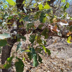 Encino amarillo de tronco corto y ramas bajas sobre un suelo de hojarasca seca.