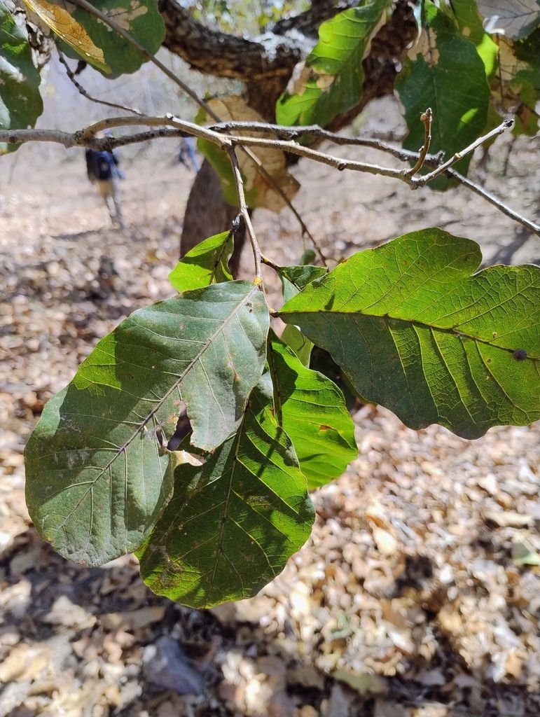 Hojas grandes y lobuladas de encino amarillo colgando sobre la hojarasca.