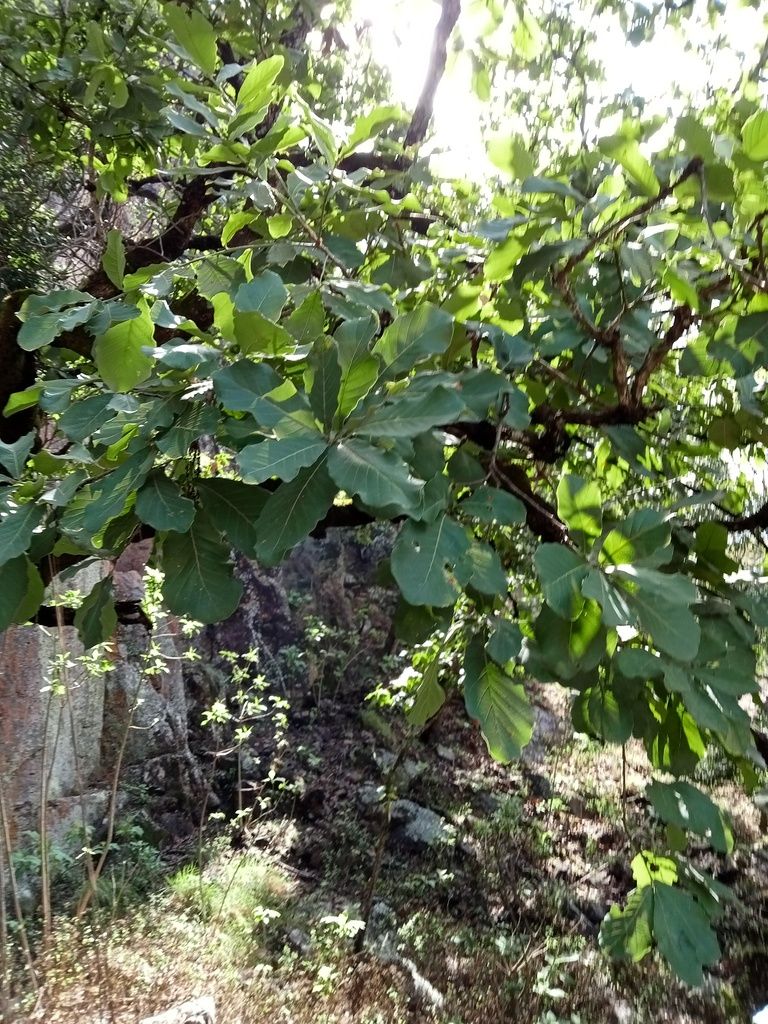 Encino amarillo de ramas extendidas y copa clara visto desde el sotobosque.