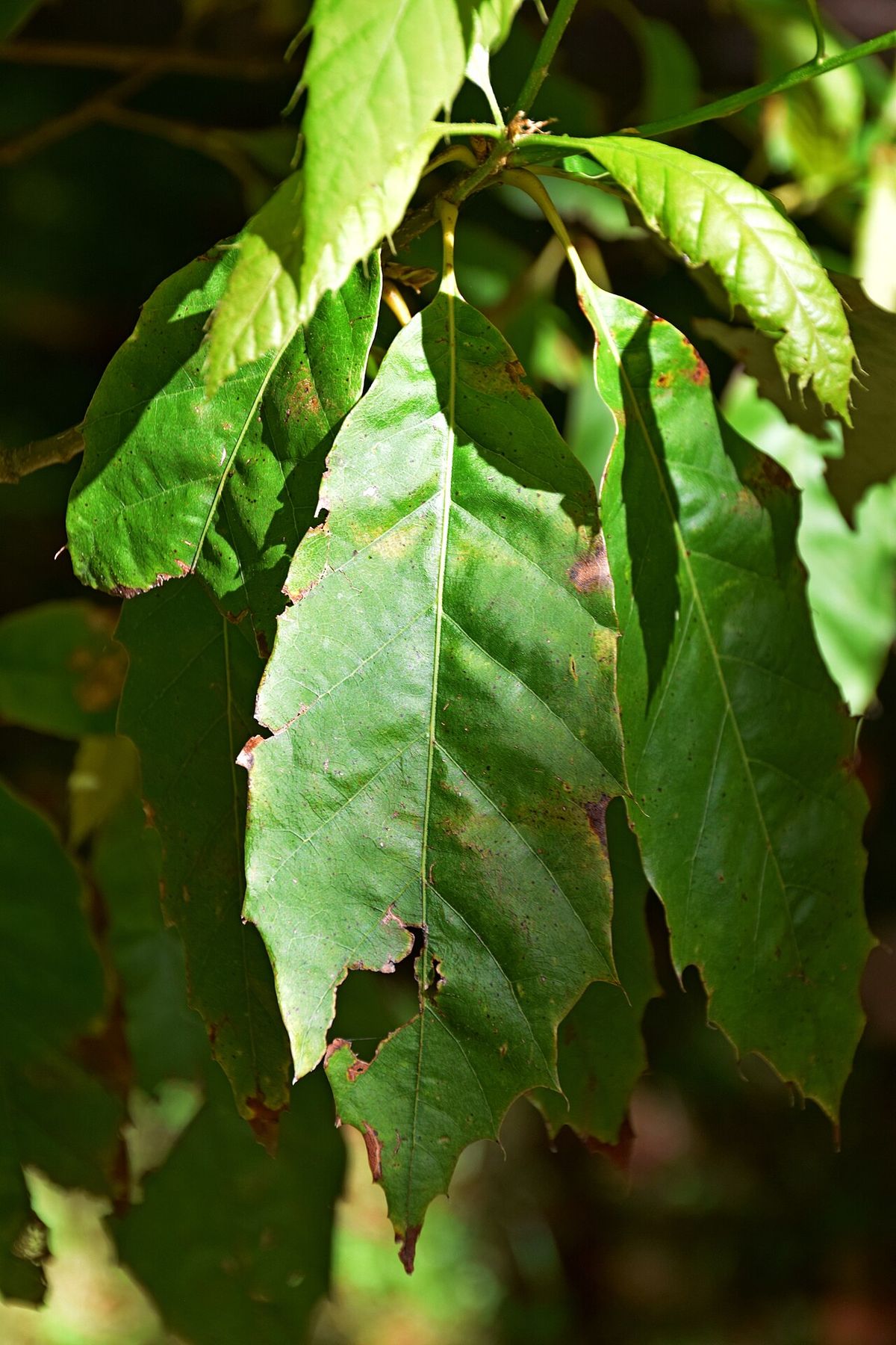 Hojas de encino colgando de una ramilla, con el bosque desenfocado detrás.