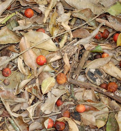 Frutos anaranjados de ramón caídos sobre la hojarasca del suelo.
