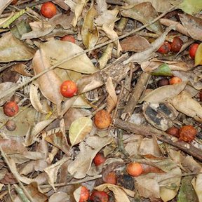 Frutos anaranjados de ramón caídos sobre la hojarasca del suelo.