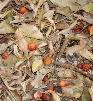 Frutos anaranjados de ramón caídos sobre la hojarasca del suelo.