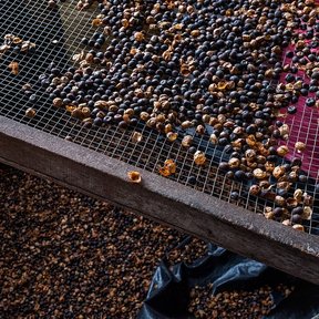 Semillas de ramón secándose extendidas sobre una malla de madera.