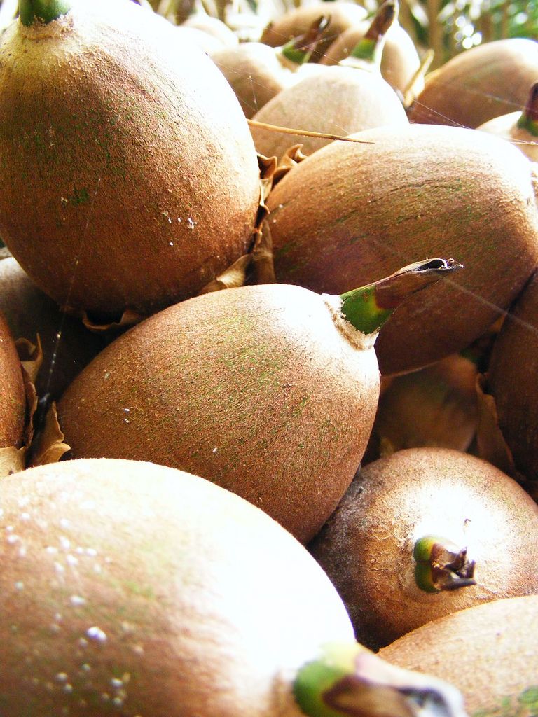 Frutos maduros de ramón amontonados, de piel parda y punta verde.