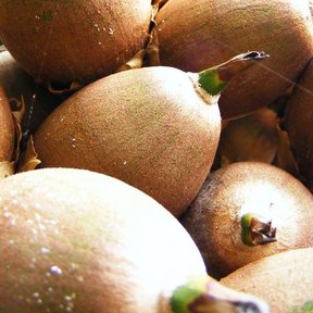 Frutos maduros de ramón amontonados, de piel parda y punta verde.