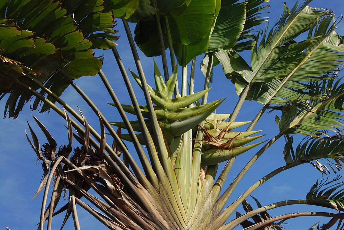 Inflorescencia de palma del viajero saliendo entre las bases de las hojas.