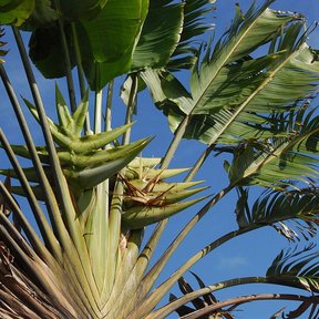 Inflorescencia de palma del viajero saliendo entre las bases de las hojas.