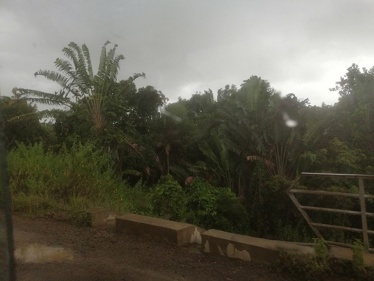 Palmas del viajero en un paisaje con niebla, al borde de un camino de tierra.