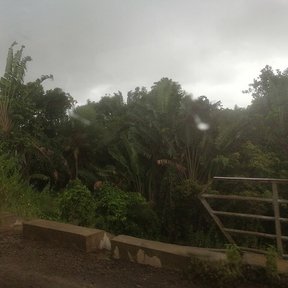 Palmas del viajero en un paisaje con niebla, al borde de un camino de tierra.