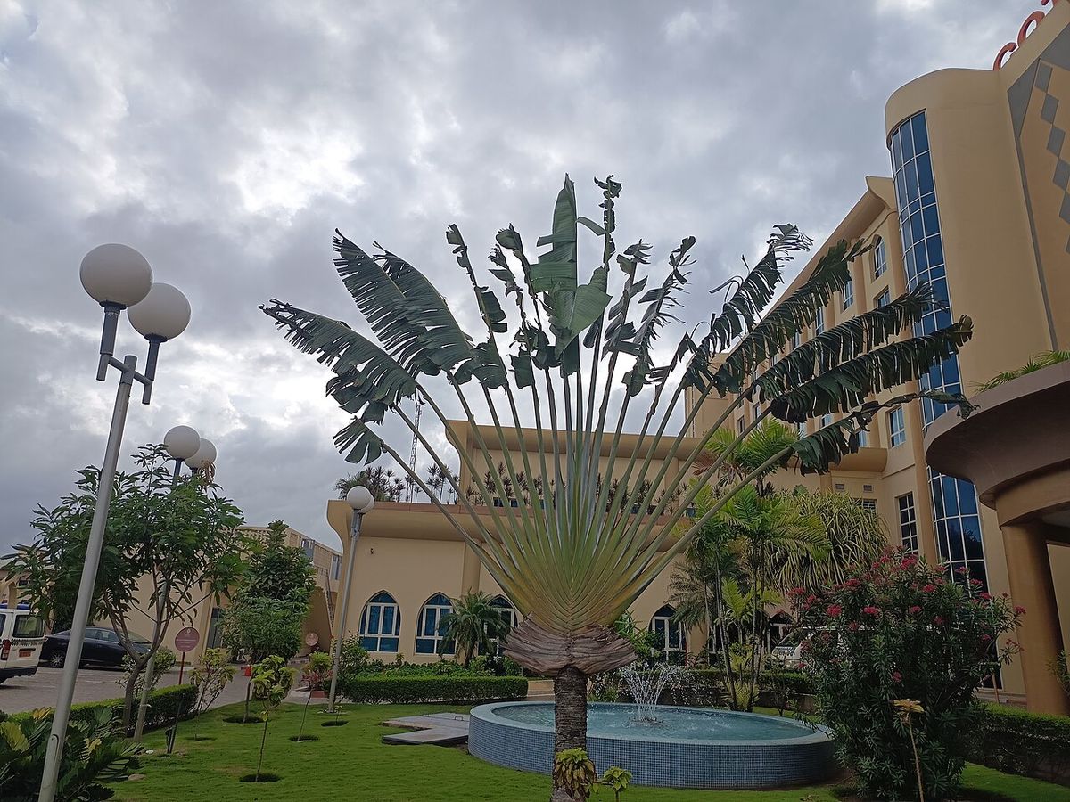 Palma del viajero en el jardín de un hotel, con el abanico bien abierto.